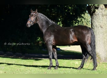 Bavarian Warmblood, Stallion, 26 years, 16.1 hh, Black