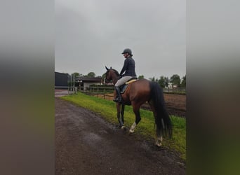 Latvian Warmblood, Gelding, 11 years, 16,1 hh, Brown