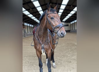 Latvian Warmblood, Gelding, 11 years, 16,2 hh, Brown