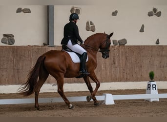 Latvian Warmblood, Gelding, 12 years, 17,2 hh, Chestnut