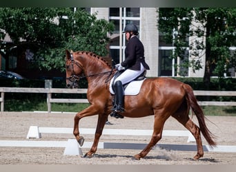 Latvian Warmblood, Gelding, 12 years, 17,2 hh, Chestnut