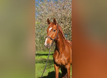 Latvian Warmblood, Gelding, 12 years, 17,2 hh, Chestnut