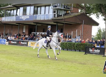 Latvian Warmblood, Gelding, 13 years, 17 hh, Gray-Fleabitten