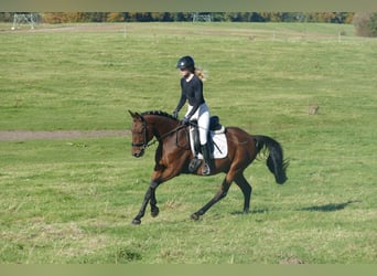 Latvian Warmblood, Gelding, 14 years, 15,2 hh, Brown