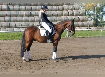 Latvian Warmblood, Gelding, 14 years, 15,2 hh, Brown