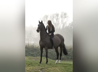 Latvian Warmblood, Gelding, 15 years, 17 hh, Bay-Dark