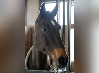 Latvian Warmblood, Gelding, 15 years, 17 hh, Bay-Dark