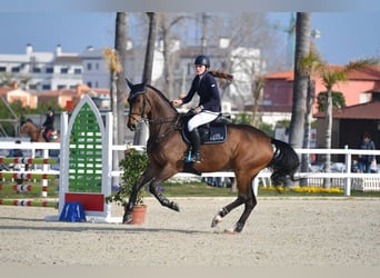 Latvian Warmblood, Gelding, 15 years, 17 hh, Bay-Dark