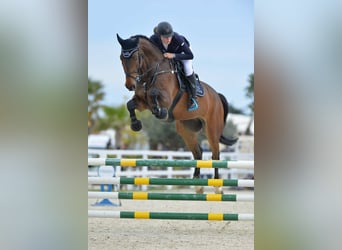 Latvian Warmblood, Gelding, 15 years, 17 hh, Bay-Dark