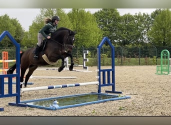 Latvian Warmblood, Gelding, 15 years, 17 hh, Bay-Dark