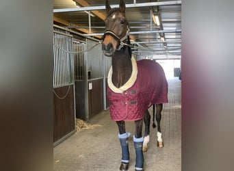 Latvian Warmblood, Gelding, 15 years, 17 hh, Bay-Dark