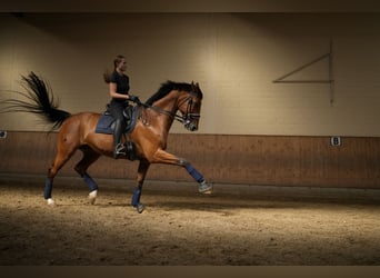 Latvian Warmblood, Gelding, 15 years, 17 hh, Brown-Light