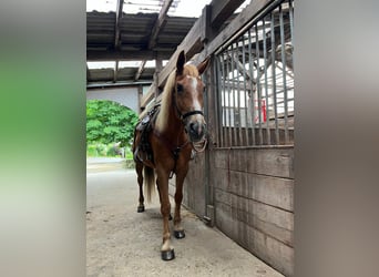 Latvian Warmblood, Gelding, 17 years, 17 hh, Chestnut-Red