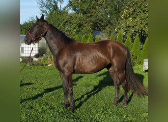 Latvian Warmblood, Gelding, 3 years, 16.1 hh, Dun