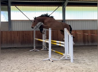 Latvian Warmblood, Gelding, 3 years, 16,2 hh, Brown-Light