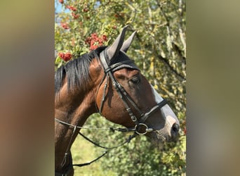 Latvian Warmblood, Gelding, 4 years, 16.2 hh, Bay Latvian Warmblood, Gelding, 4 years, 16.2 hh, Bay
