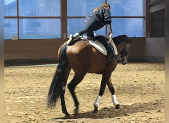 Latvian Warmblood, Gelding, 4 years, 16.2 hh, Brown
