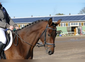 Latvian Warmblood, Gelding, 4 years, 16.2 hh, Brown