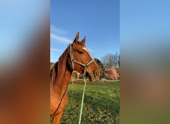Latvian Warmblood, Gelding, 4 years, 16.2 hh, Chestnut-Red Latvian Warmblood, Gelding, 4 years, 16.2 hh, Chestnut-Red