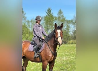 Latvian Warmblood, Gelding, 4 years, 16,2 hh, Bay