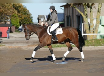 Latvian Warmblood, Gelding, 4 years, 16,2 hh, Brown