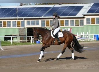 Latvian Warmblood, Gelding, 4 years, 16,2 hh, Brown
