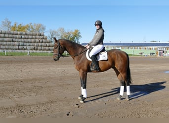 Latvian Warmblood, Gelding, 4 years, 16,2 hh, Brown