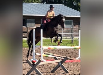 Latvian Warmblood, Gelding, 5 years, 15,1 hh, Bay