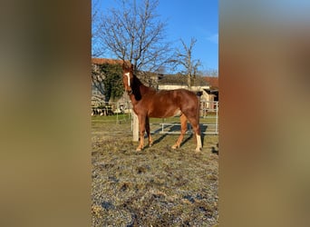 Latvian Warmblood, Gelding, 5 years, 16.1 hh, Chestnut-Red