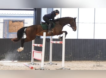 Latvian Warmblood, Gelding, 5 years, 16,2 hh, Bay-Dark