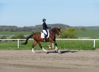 Latvian Warmblood, Gelding, 5 years, 16.2 hh, Brown