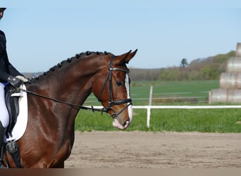 Latvian Warmblood, Gelding, 5 years, 16.2 hh, Brown