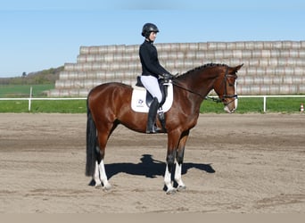 Latvian Warmblood, Gelding, 5 years, 16.2 hh, Brown