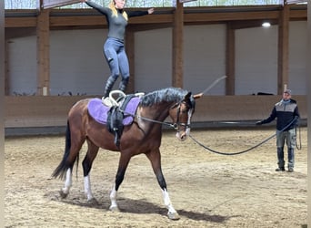 Latvian Warmblood, Gelding, 5 years, 16.2 hh, Brown