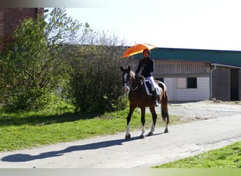 Latvian Warmblood, Gelding, 5 years, 16,2 hh, Brown