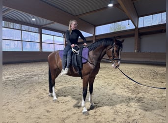 Latvian Warmblood, Gelding, 5 years, 16,2 hh, Brown