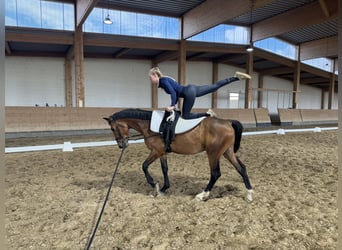 Latvian Warmblood, Gelding, 6 years, 15.2 hh, Brown