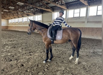Latvian Warmblood, Gelding, 6 years, 15.2 hh, Brown