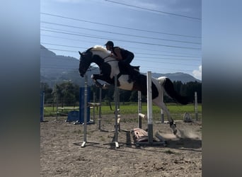 Latvian Warmblood, Gelding, 6 years, 16,1 hh, Pinto