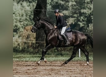 Latvian Warmblood, Gelding, 6 years, 16.2 hh, Black