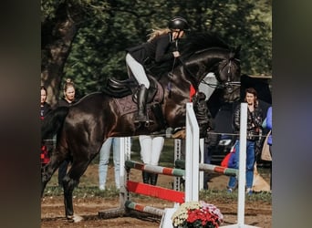 Latvian Warmblood, Gelding, 6 years, 16.2 hh, Black
