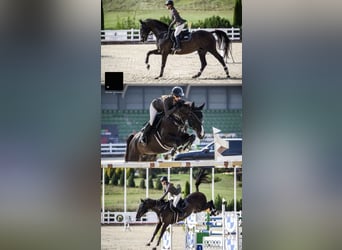 Latvian Warmblood, Gelding, 6 years, 16,2 hh, Black