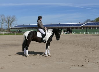 Lettisches Warmblut, Wallach, 6 Jahre, 16,2 hh, Schecke