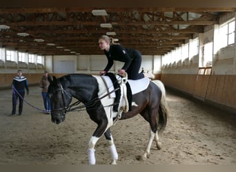 Lettisches Warmblut, Wallach, 6 Jahre, 16,2 hh, Schecke