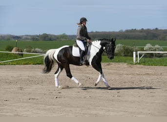 Lettisches Warmblut, Wallach, 6 Jahre, 16,2 hh, Schecke