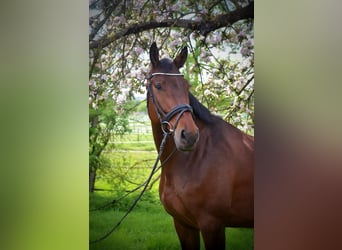 Latvian Warmblood, Gelding, 6 years, 17 hh, Brown