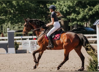 Latvian Warmblood, Gelding, 6 years, 17 hh, Brown