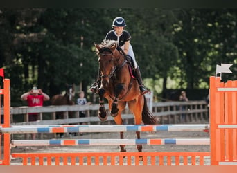 Latvian Warmblood, Gelding, 6 years, 17 hh, Brown