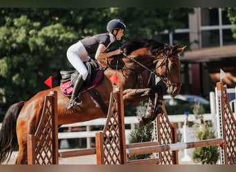 Latvian Warmblood, Gelding, 6 years, 17 hh, Brown