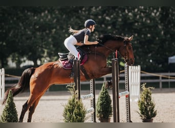 Latvian Warmblood, Gelding, 6 years, 17 hh, Brown